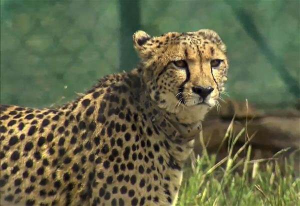 Bad news again from Kuno, female cheetah died in Tbilisi