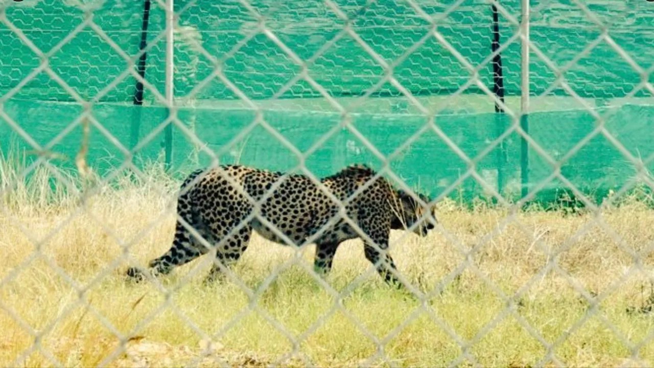 Heart attack is the cause of Cheetah Uday\'s death, will Cheetah be shifted from Kuno?