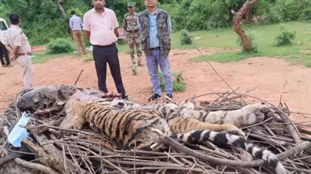 Death of female cub in Bandhavgarh Tiger Reserve, born seven months ago, know how it died
