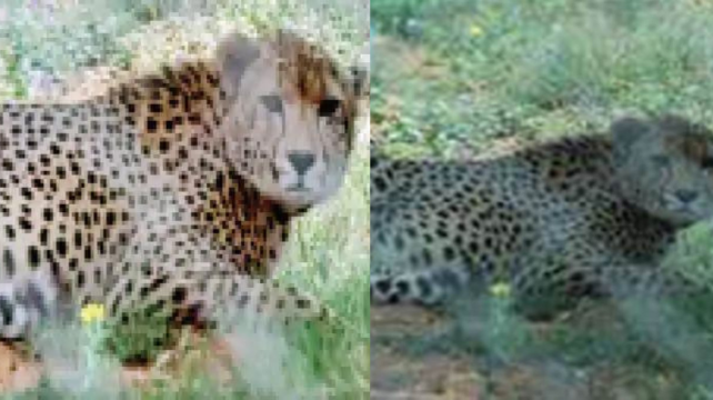 African cheetah dies in Kuno National Park, second death in last four days, 8 cheetahs killed so far