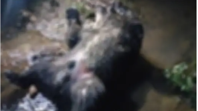 Dead bear found near Bhopal, postmortem in Van Vihar, know how it died